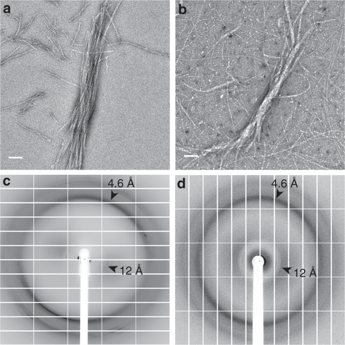 Extreme Amyloid Polymorphism In Staphylococcus Aureus Virulent Psma Peptides Nature Communications