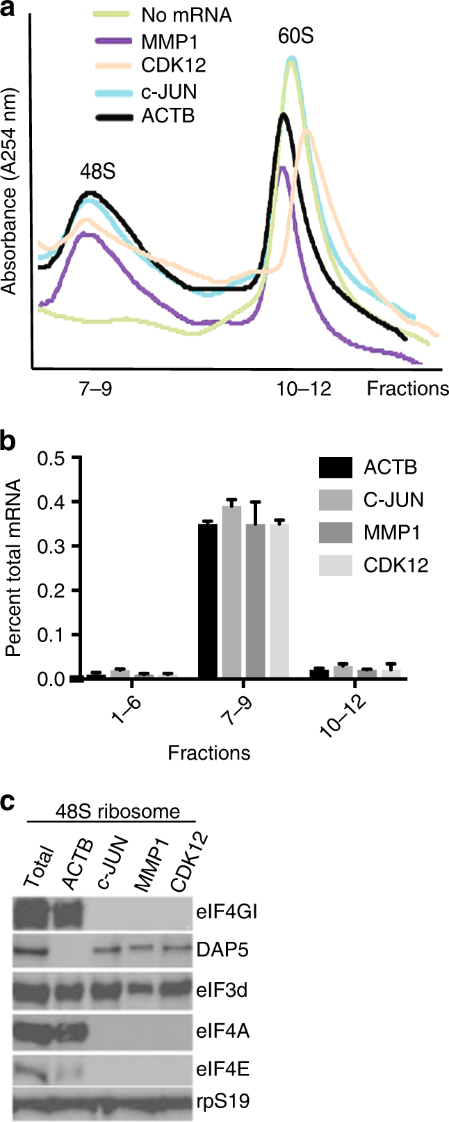 Cap-dependent translation initiation monitored in living cells