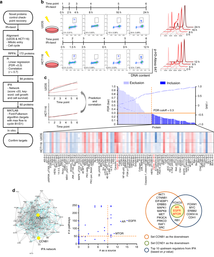 Systems Biology Approach Reveals A Link Between Mtorc1 And G2 M Dna Damage Checkpoint Recovery Nature Communications