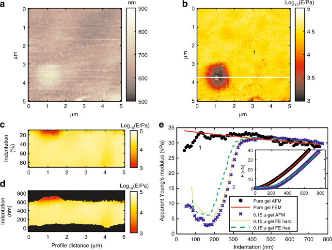Afm image analysis software Afm image analysis software