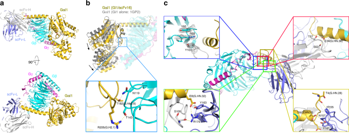 Development Of An Antibody Fragment That Stabilizes Gpcr G Protein Complexes Nature Communications