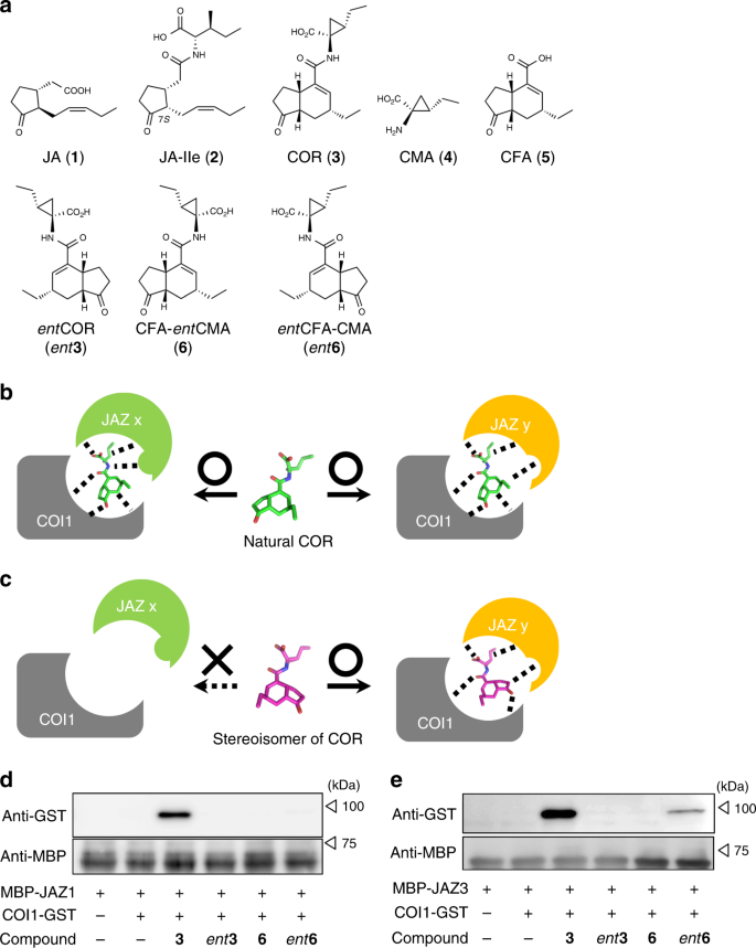 Enigmatic Chemical Tag Is Altered In >> A Rationally Designed Jaz Subtype Selective Agonist Of Enigmatic Chemical Tag Is Altered In >> A Rationally Designed Jaz Subtype Selective Agonist Of