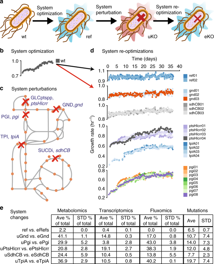 Evolution Of Gene Knockout Strains Of E Coli Reveal Regulatory Architectures Governed By Metabolism Nature Communications