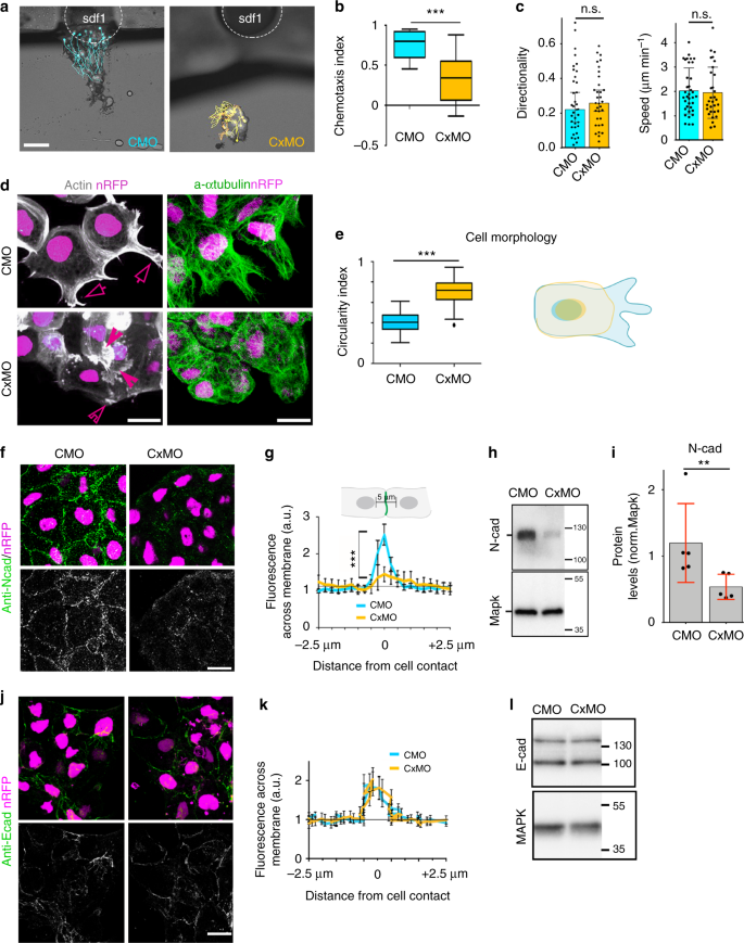 Gap Junction Protein Connexin 43 Is A Direct Transcriptional Regulator Of N Cadherin In Vivo Nature Communications