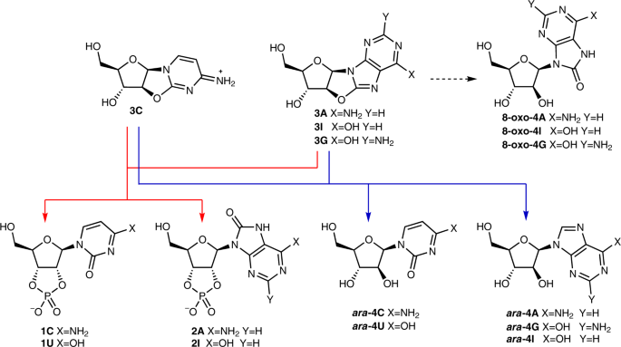 Selective Prebiotic Conversion Of Pyrimidine And Purine