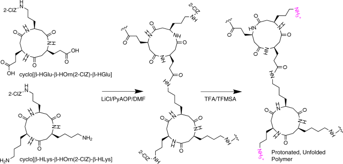 High Performance Nanomaterials Formed By Rigid Yet Extensible Cyclic B Peptide Polymers Nature Communications