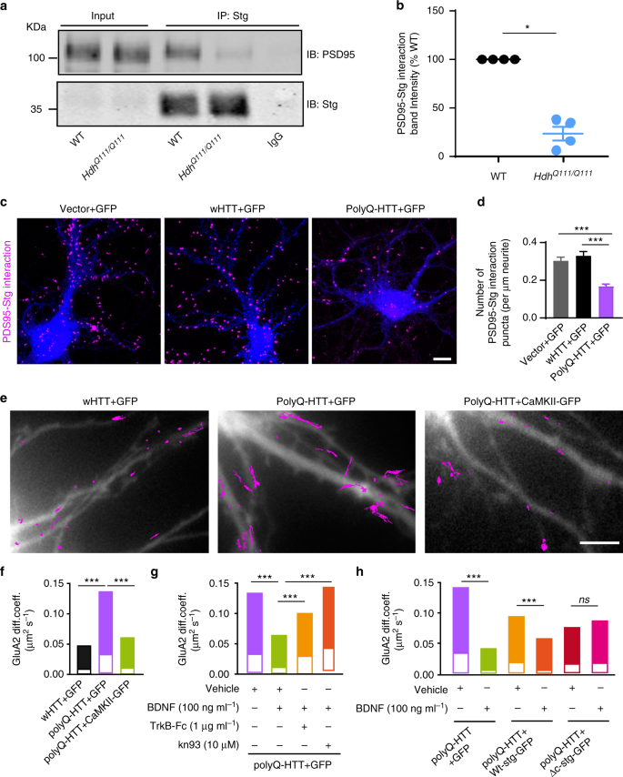 Modulation of AMPA receptor surface diffusion restores hippocampal  plasticity and memory in Huntington's disease models | Nature Communications