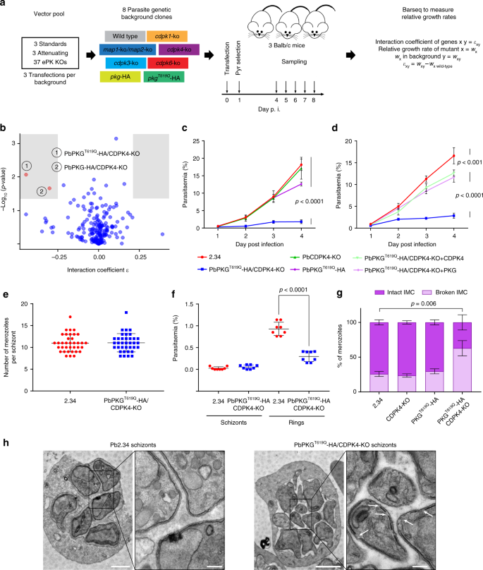 Epistasis Studies Reveal Redundancy Among Calcium Dependent Protein Kinases In Motility And Invasion Of Malaria Parasites Nature Communications