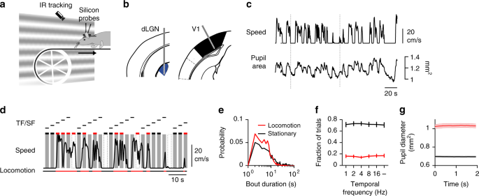 Locomotion Modulates Specific Functional Cell Types In The Mouse