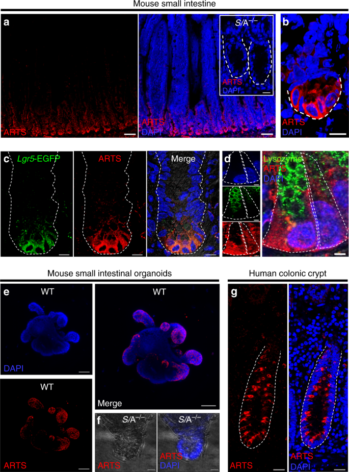 Arts Mediates Apoptosis And Regeneration Of The Intestinal