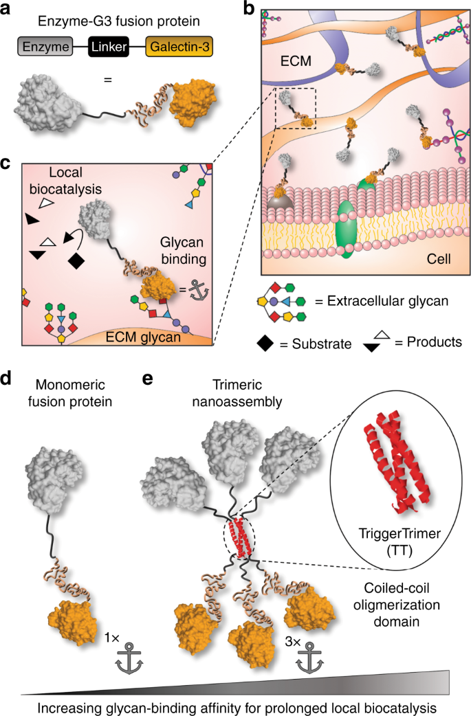 Locally anchoring enzymes to tissues via extracellular glycan recognition |  Nature Communications
