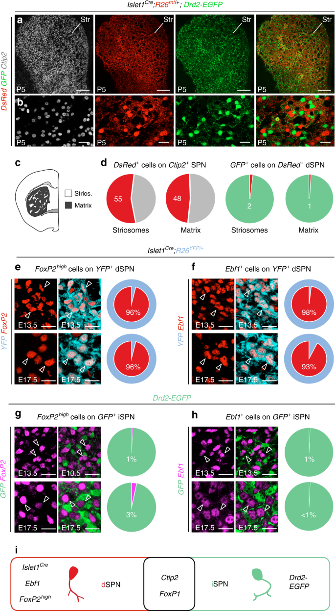 Active intermixing of indirect and direct neurons builds the striatal  mosaic | Nature Communications