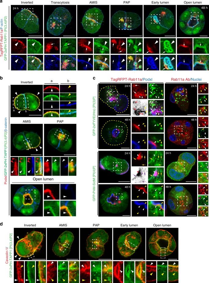 The phospholipid PI(3,4)P2 is an apical identity determinant | Nature  Communications