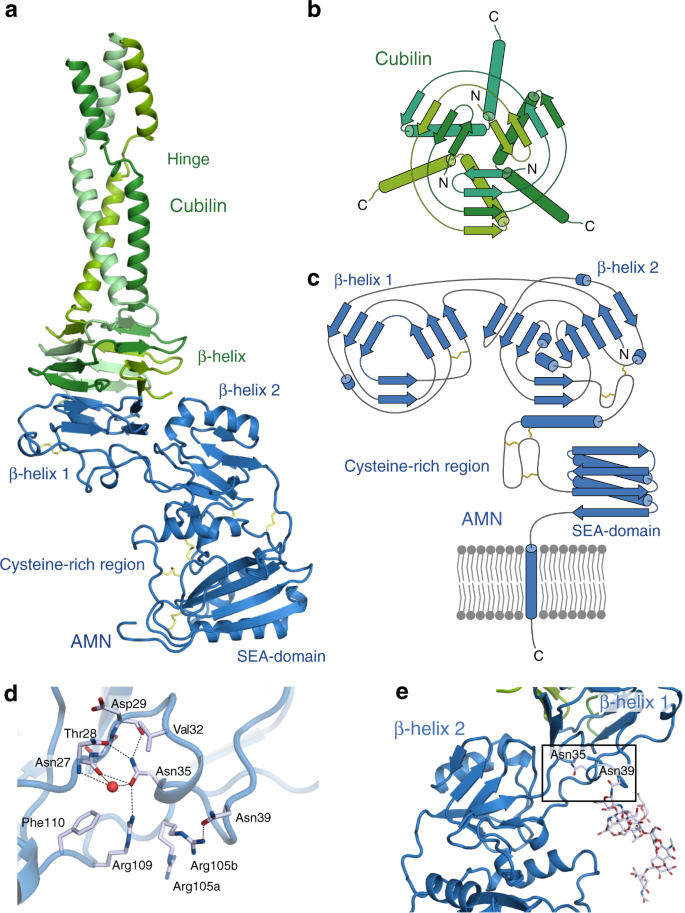 Structural Assembly Of The Megadalton Sized Receptor For Intestinal Vitamin B 12 Uptake And Kidney Protein Reabsorption Nature Communications