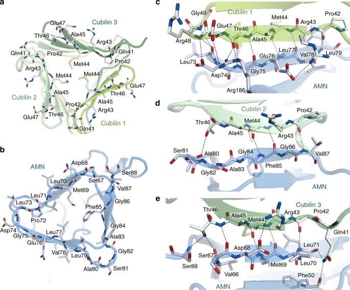 Structural Assembly Of The Megadalton Sized Receptor For Intestinal Vitamin B 12 Uptake And Kidney Protein Reabsorption Nature Communications