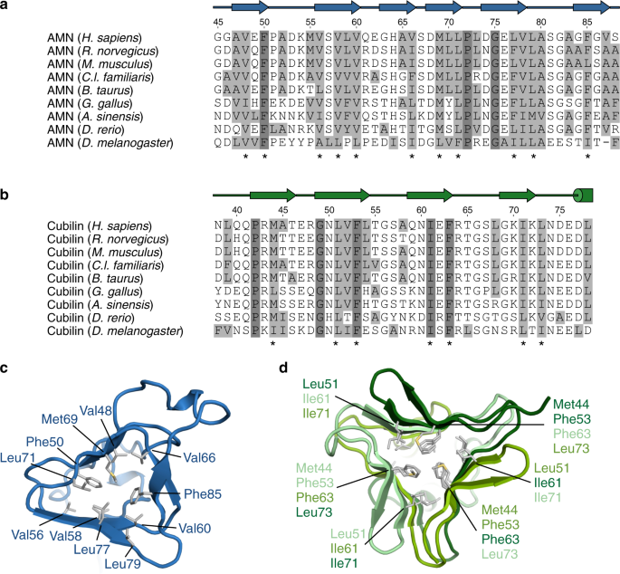 Structural Assembly Of The Megadalton Sized Receptor For Intestinal Vitamin B 12 Uptake And Kidney Protein Reabsorption Nature Communications