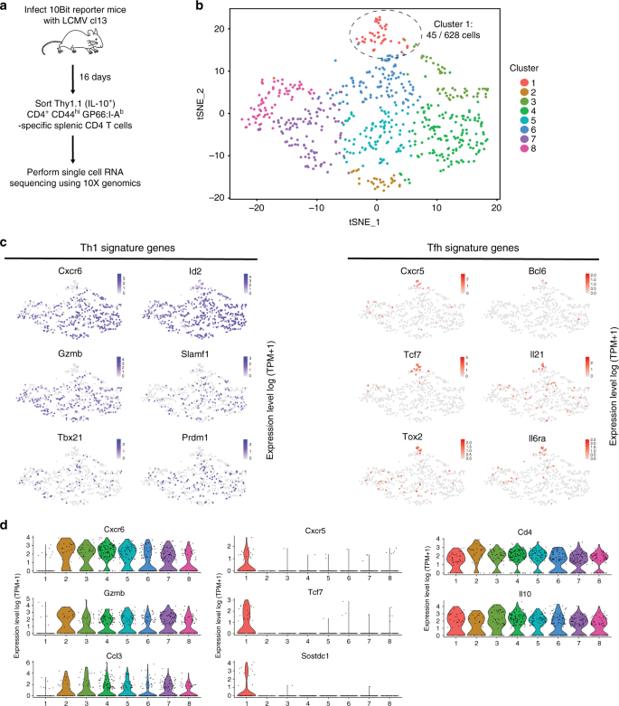 Single-cell RNA sequencing unveils an IL-10-producing helper subset that  sustains humoral immunity during persistent infection | Nature  Communications