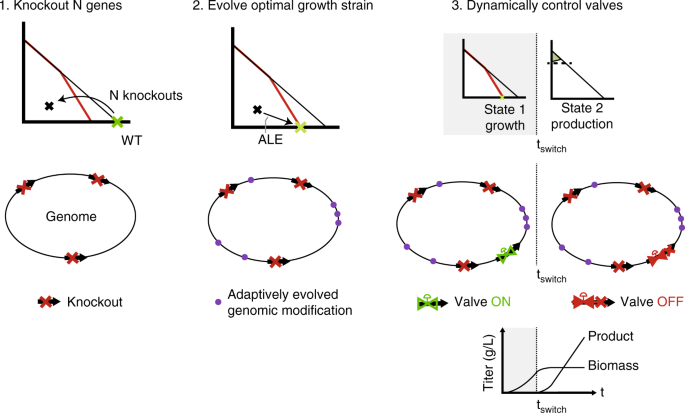 Move Identifies Metabolic Valves To Switch Between Phenotypic States Nature Communications