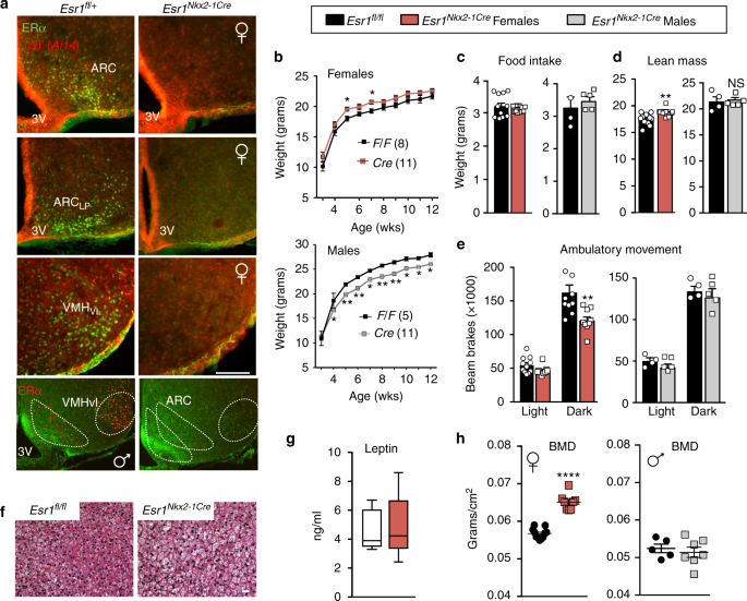 Estrogen signaling in arcuate Kiss1 neurons suppresses a sex-dependent  female circuit promoting dense strong bones | Nature Communications