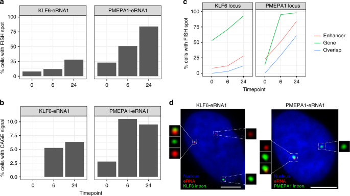 C1 CAGE detects transcription start sites and enhancer activity at  single-cell resolution | Nature Communications