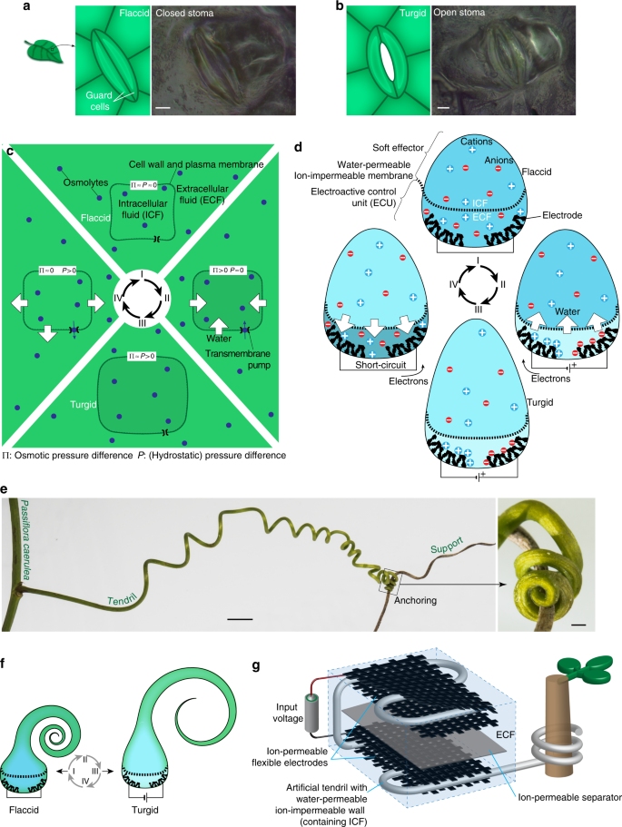 A variable-stiffness tendril-like soft robot based on reversible osmotic  actuation | Nature Communications