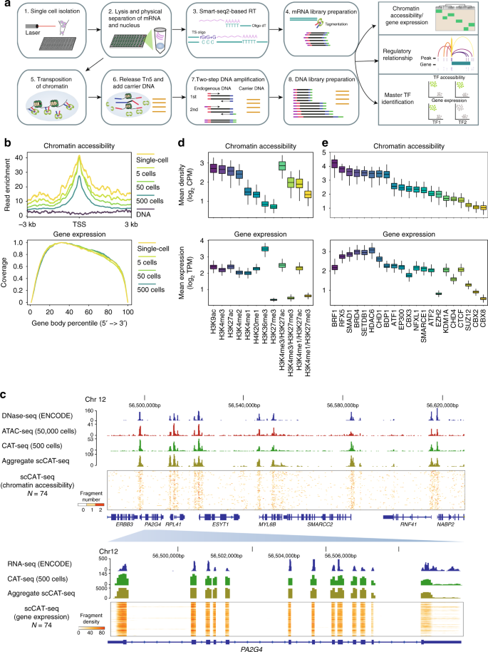 Single-nucleus RNA and ATAC sequencing reveals the impact of