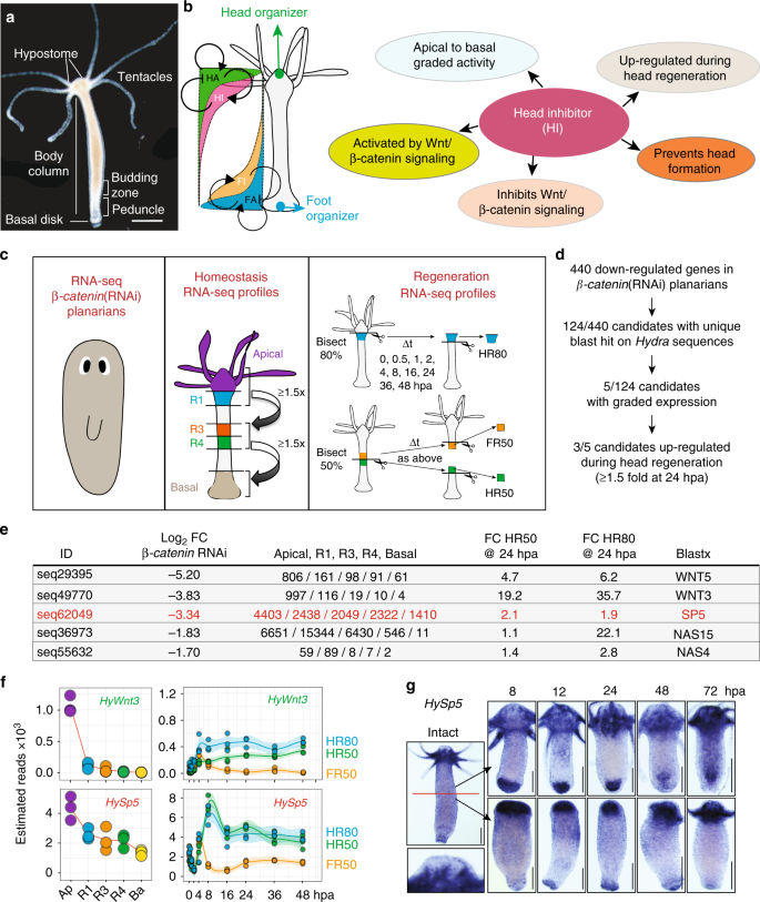 An evolutionarily-conserved Wnt3/β-catenin/Sp5 feedback loop restricts head  organizer activity in Hydra | Nature Communications