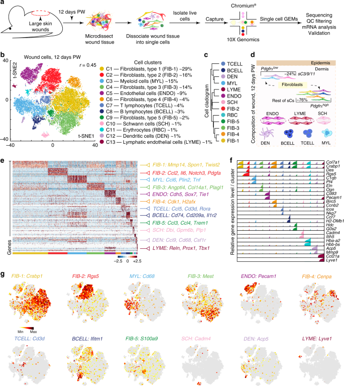 Single-cell analysis reveals fibroblast heterogeneity and myeloid-derived  adipocyte progenitors in murine skin wounds | Nature Communications