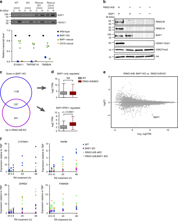 BAP1 complex promotes transcription by opposing PRC1-mediated H2A  ubiquitylation | Nature Communications