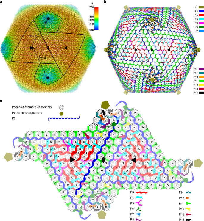 Principles of fascinating Virus Architecture: By evolution, or design ? 41467_2019_8319_Fig1_HTML