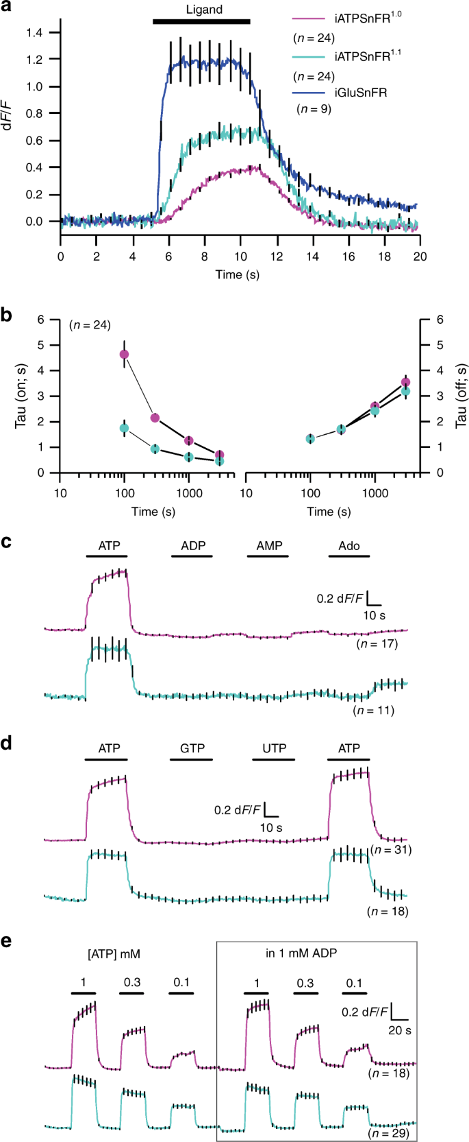 A genetically encoded single-wavelength sensor for imaging cytosolic and  cell surface ATP | Nature Communications