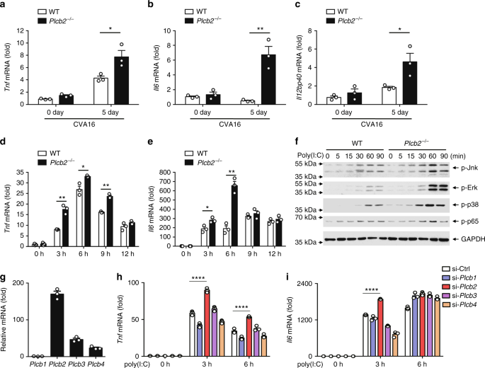 PLCβ2 negatively regulates the inflammatory response to virus infection by  inhibiting phosphoinositide-mediated activation of TAK1 | Nature  Communications