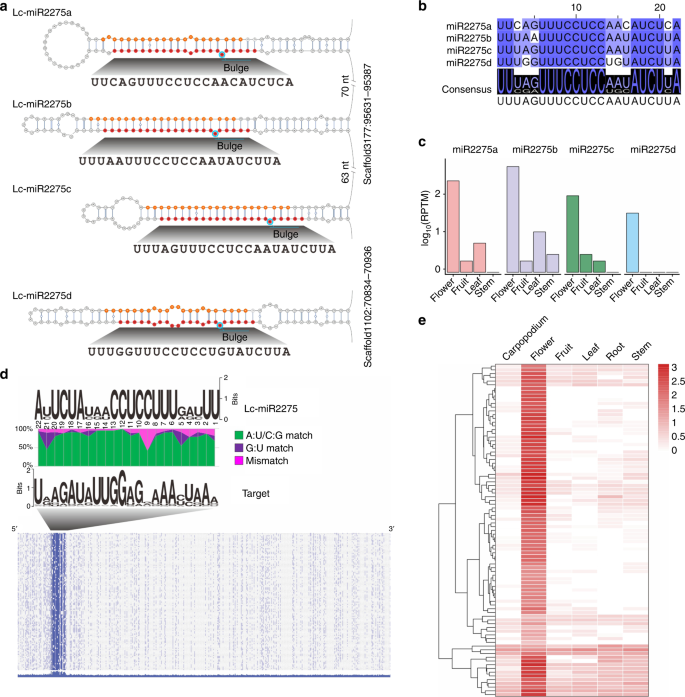 24 Nt Reproductive Phasirnas Are Broadly Present In Angiosperms Nature Communications