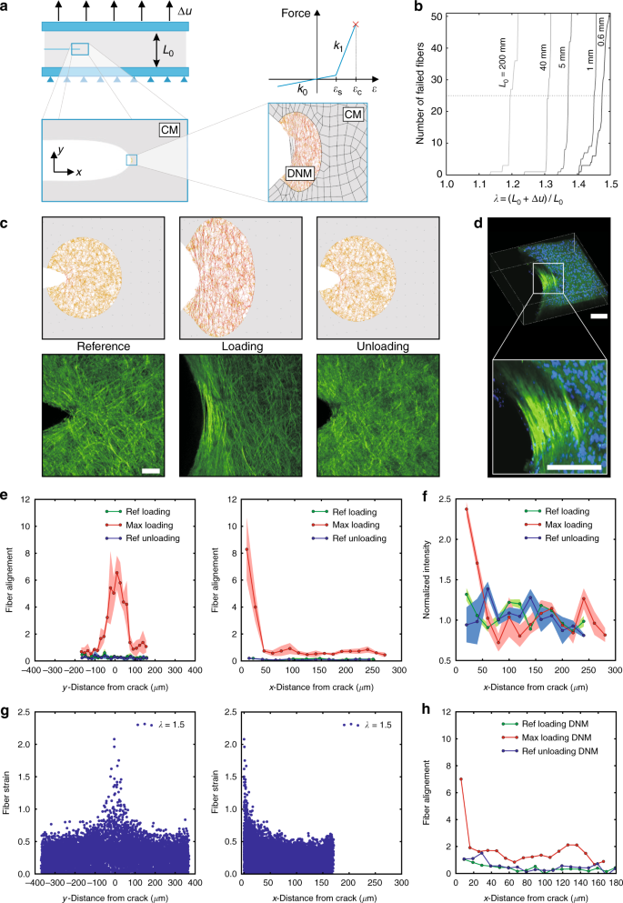 Tear resistance of soft collagenous tissues | Nature Communications