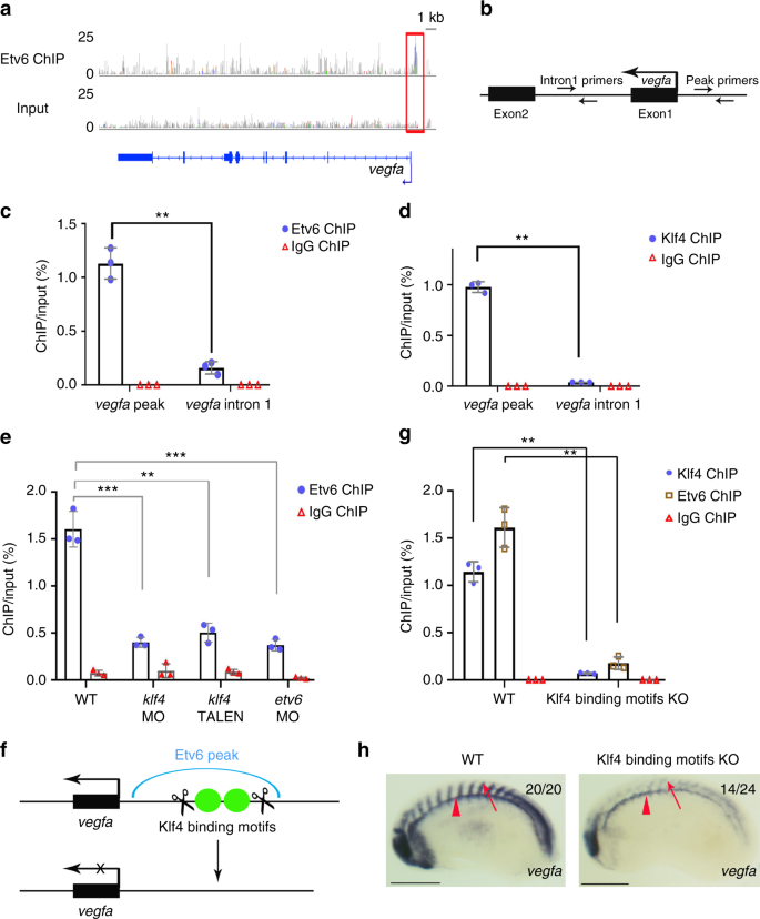 Etv6 Activates Vegfa Expression Through Positive And Negative Transcriptional Regulatory Networks In Xenopus Embryos Nature Communications Etv6 Activates Vegfa Expression Through Positive And Negative Transcriptional Regulatory Networks In Xenopus Embryos Nature Communications