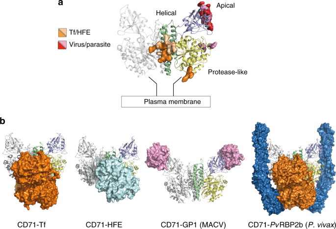 Cryo-EM structure of the human ferritin–transferrin receptor 1 complex |  Nature Communications