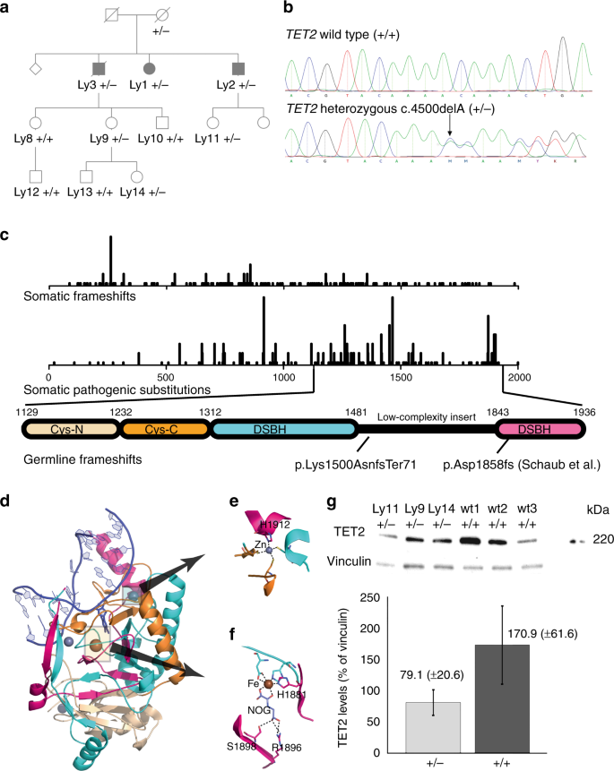 Impact Of Constitutional Tet2 Haploinsufficiency On Molecular And Clinical Phenotype In Humans Nature Communications