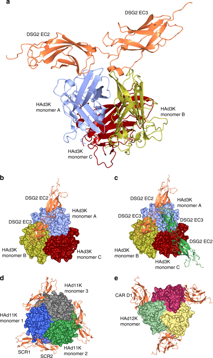 CryoEM structure of adenovirus type 3 fibre with desmoglein 2 shows an  unusual mode of receptor engagement | Nature Communications