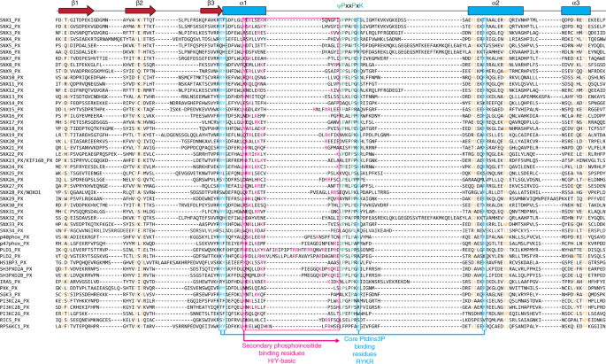 Classification Of The Human Phox Homology Px Domains Based On Their Phosphoinositide Binding Specificities Nature Communications