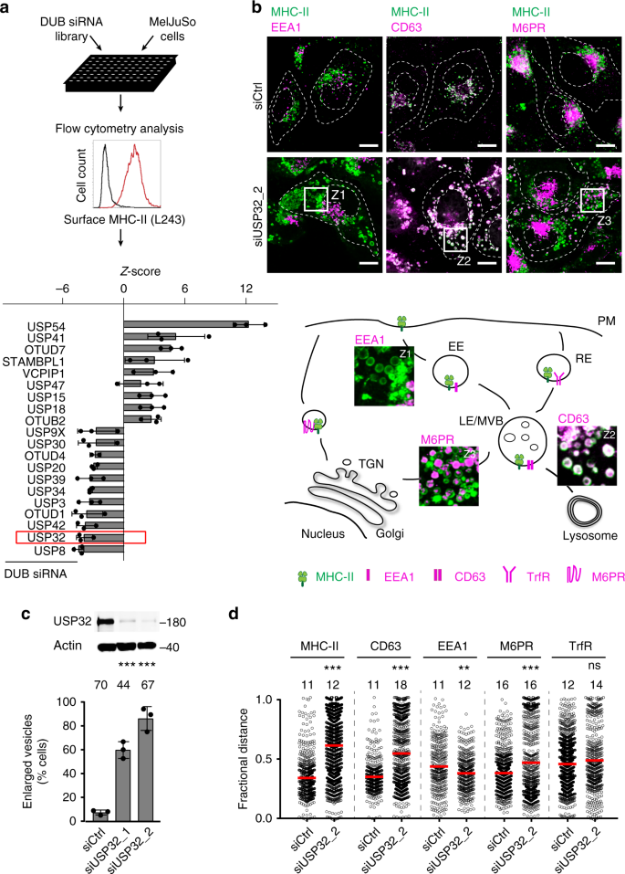 USP32 regulates late endosomal transport and recycling through  deubiquitylation of Rab7 | Nature Communications