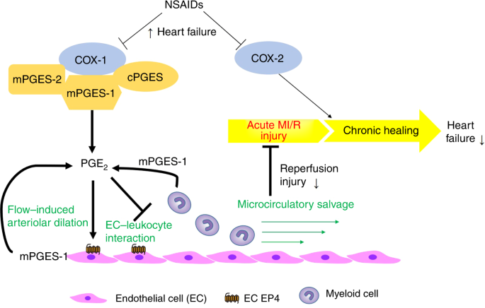 The cyclooxygenase-1/mPGES-1/endothelial prostaglandin EP4 receptor pathway constrains myocardial ischemia-reperfusion injury Nature Communications