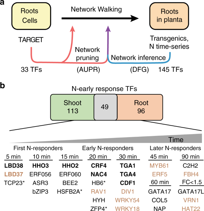 Network Walking charts transcriptional dynamics of nitrogen signaling by  integrating validated and predicted genome-wide interactions | Nature  Communications