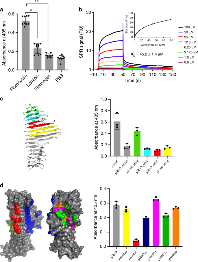 Unique Structural Features Of A Bacterial Autotransporter Adhesin Suggest Mechanisms For Interaction With Host Macromolecules Nature Communications