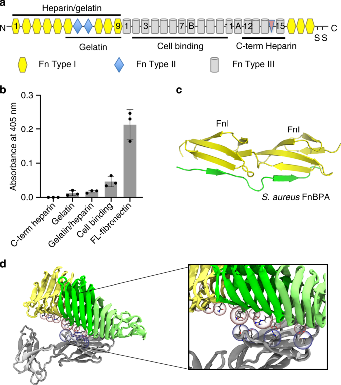 Unique Structural Features Of A Bacterial Autotransporter Adhesin Suggest Mechanisms For Interaction With Host Macromolecules Nature Communications