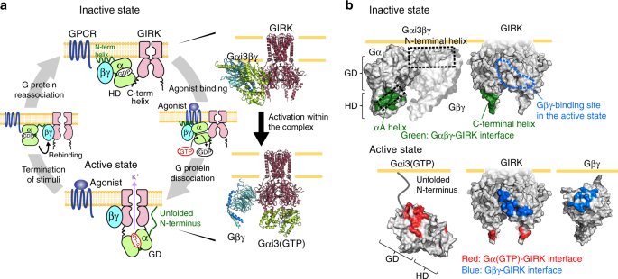 Structural Mechanism Underlying G Protein Family Specific Regulation Of G Protein Gated Inwardly Rectifying Potassium Channel Nature Communications