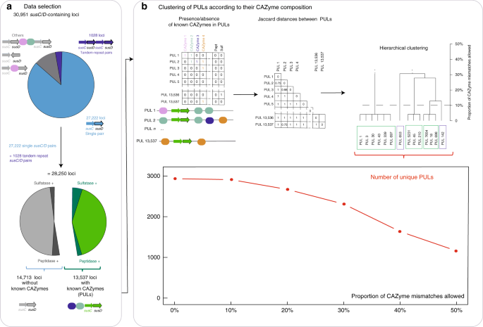 Bacteroidetes Use Thousands Of Enzyme Combinations To Break Down Glycans Nature Communications