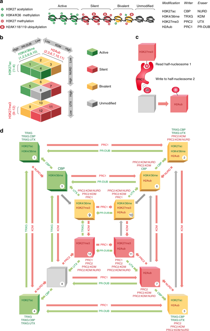 Theoretical Analysis Of Polycomb Trithorax Systems Predicts That Poised Chromatin Is Bistable And Not Bivalent Nature Communications