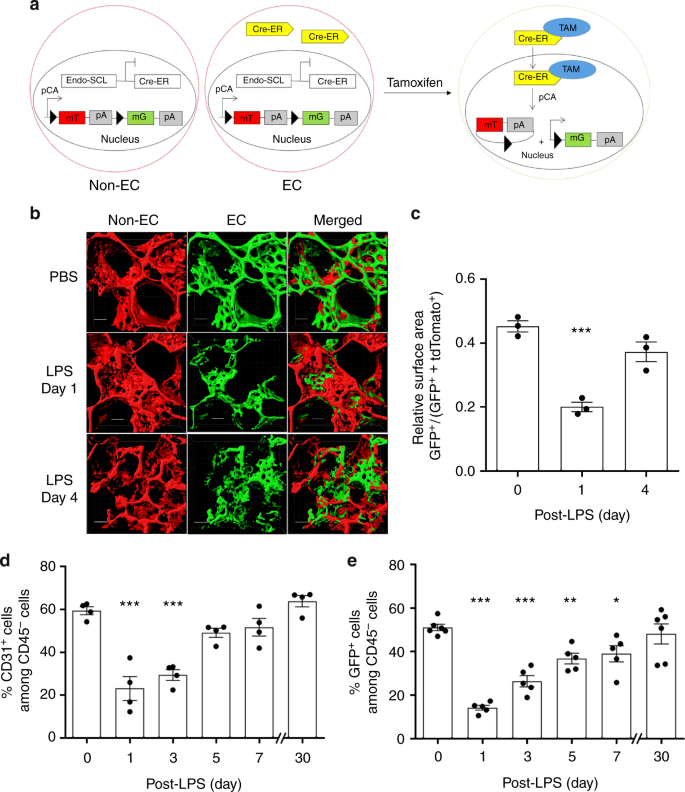 Assessment of endothelial damage and cardiac injury in a mouse