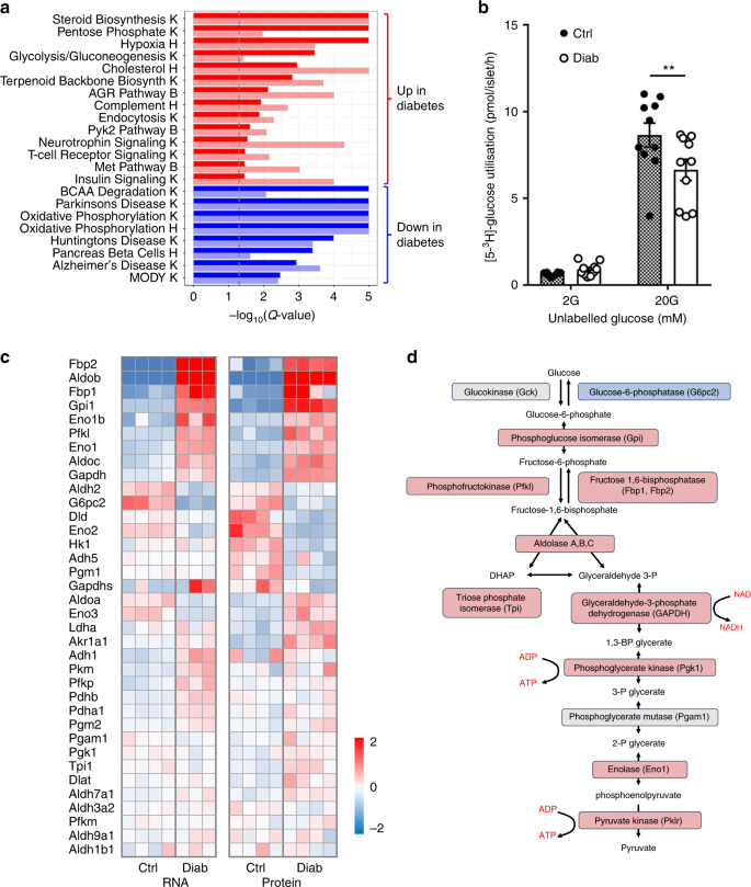 Diabetes Causes Marked Inhibition Of Mitochondrial Metabolism In Pancreatic B Cells Nature Communications