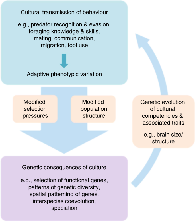 The reach of gene–culture coevolution in animals | Nature Communications